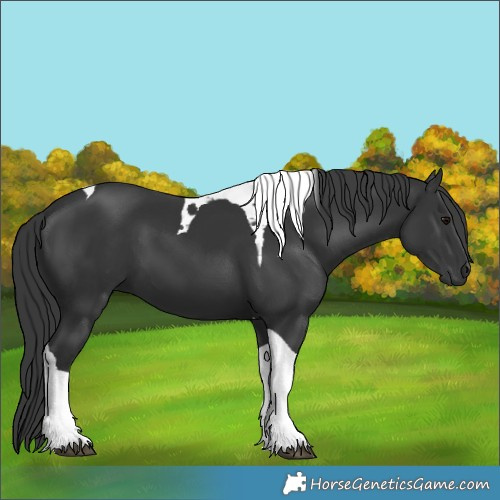 Horse Color:Black Tobiano