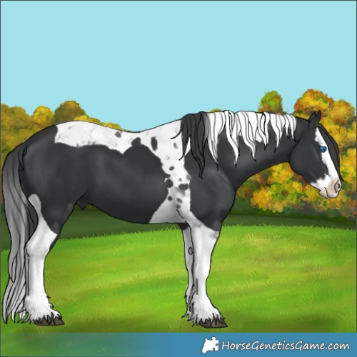 Horse Color:Black Splash Tobiano 