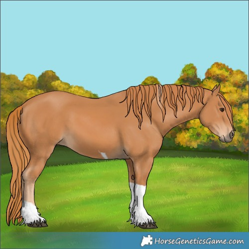 Horse Color:Chestnut Tobiano
