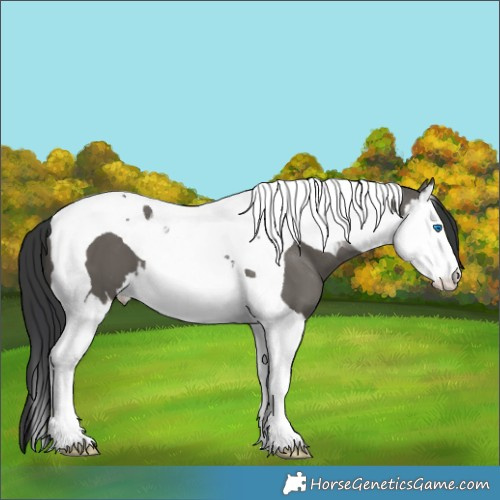 Horse Color:Grullo Splash Tobiano