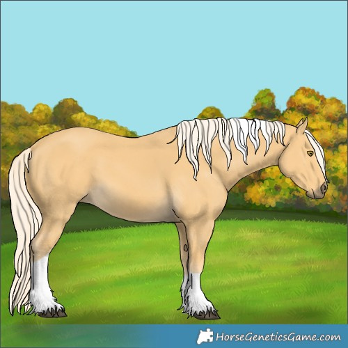 Horse Color:Palomino Tobiano 