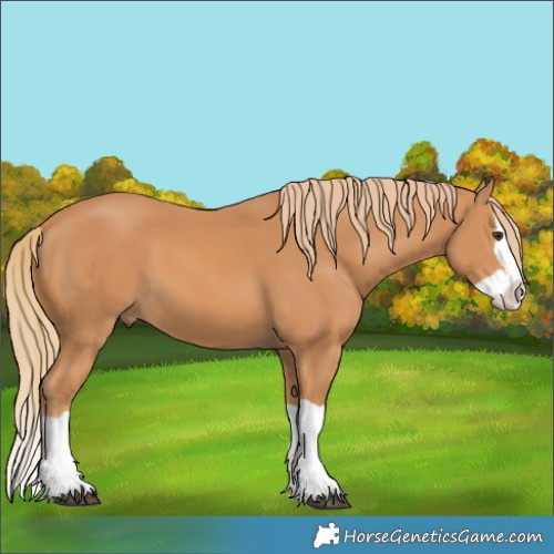 Horse Color:Chestnut Splash 