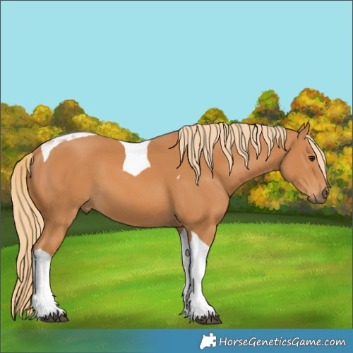 Horse Color:Chestnut Tobiano 
