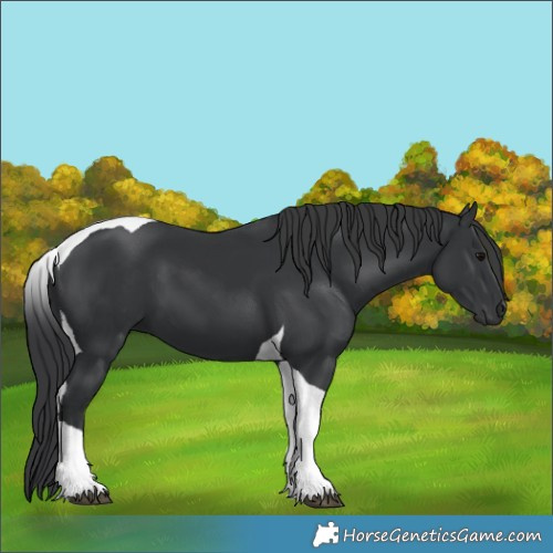 Horse Color:Black Tobiano 