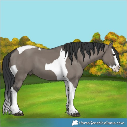 Horse Color:Grullo Splash Tobiano 