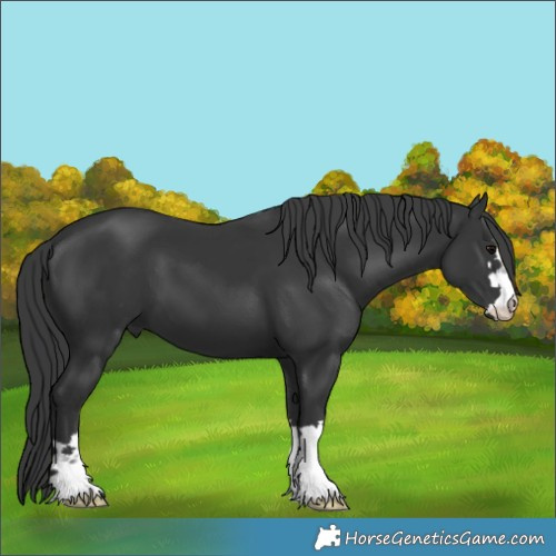 Horse Color:Black 