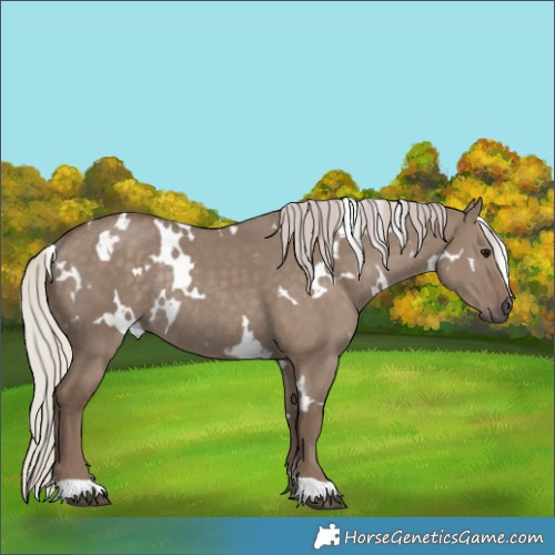 Horse Color:White Spotted Silver Grullo Rabicano