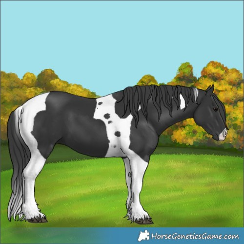 Horse Color:Black Tobiano 