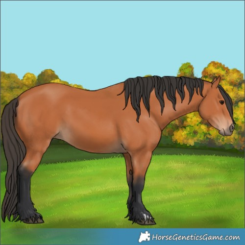 Horse Color:Bay 