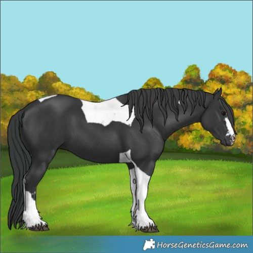 Horse Color:Black Tobiano 