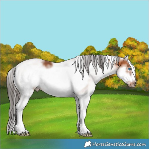 Horse Color:White Spotted Bay Splash Frame 