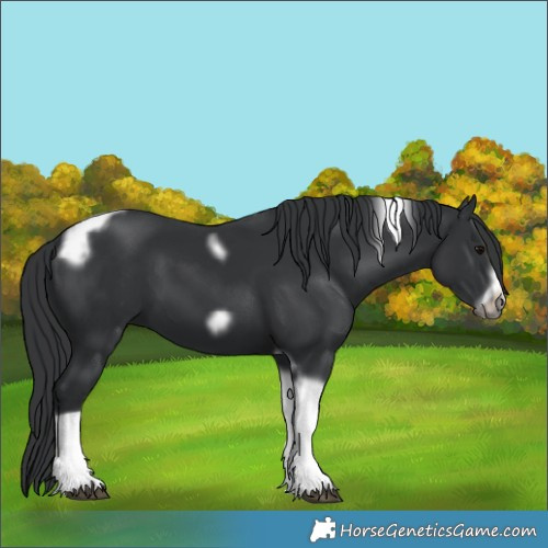 Horse Color:Black Tobiano Frame