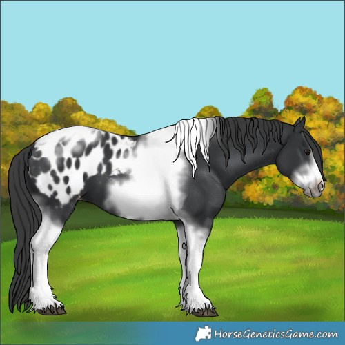 Horse Color:Black Tobiano Frame Appaloosa