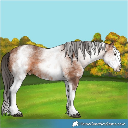 Horse Color:White Spotted Bay Splash