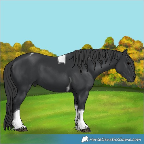 Horse Color:Black Tobiano 