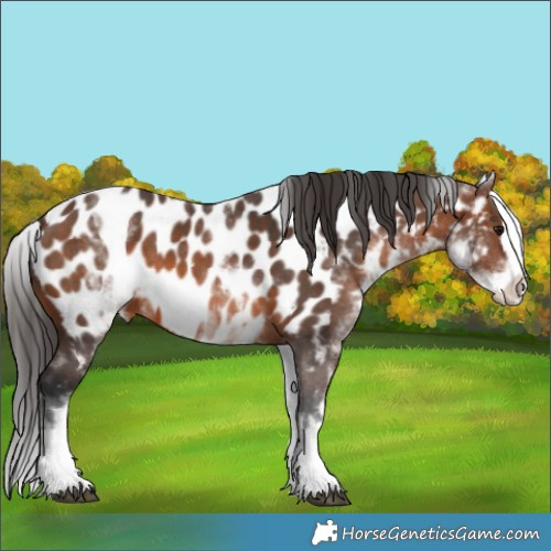Horse Color:White Spotted Brown Splash Appaloosa 