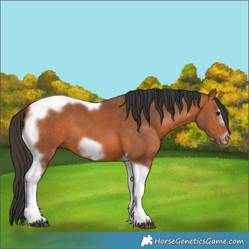 Horse Color:Bay Tobiano Frame 