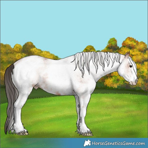 Horse Color:White Spotted Bay 