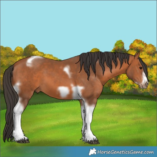 Horse Color:Bay Tobiano Frame