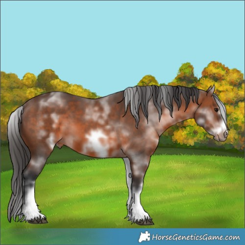 Horse Color:White Spotted Brown Frame 
