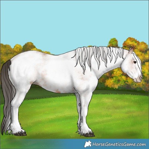 Horse Color:White Spotted Bay