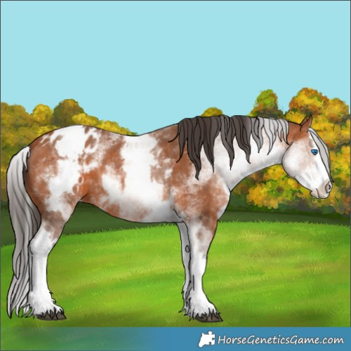 Horse Color:White Spotted Bay Splash Appaloosa 
