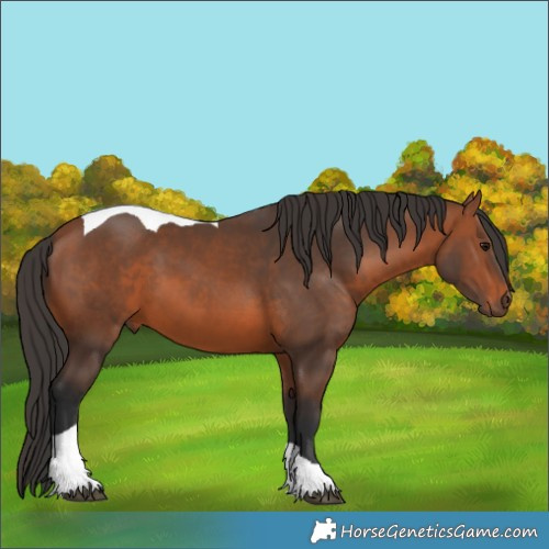 Horse Color:Bay Tobiano 