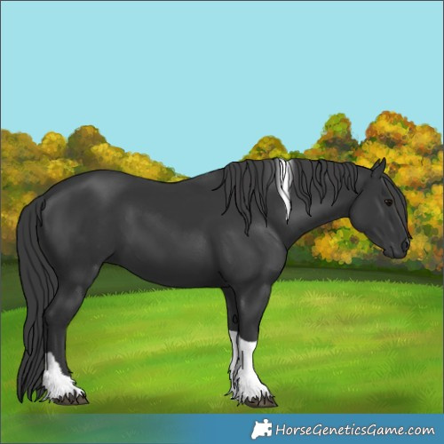 Horse Color:Black Tobiano 
