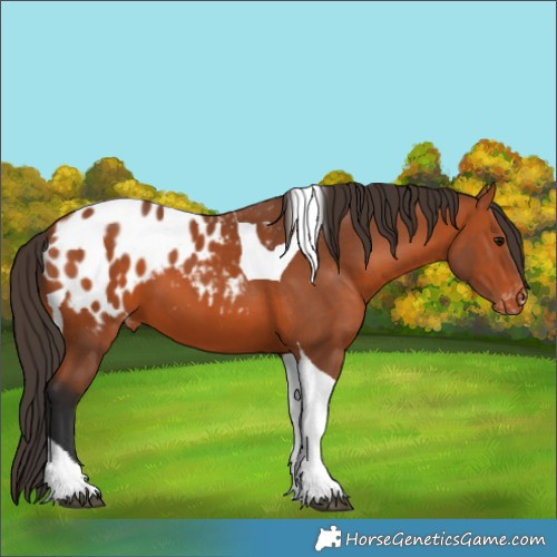 Horse Color:Bay Tobiano Appaloosa 