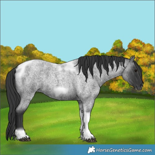 Horse Color:Blue Roan Tobiano Frame 