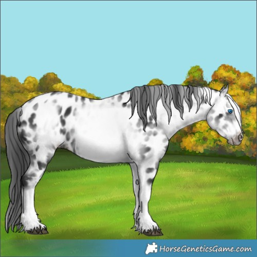 Horse Color:White Spotted Black Splash Frame Appaloosa 