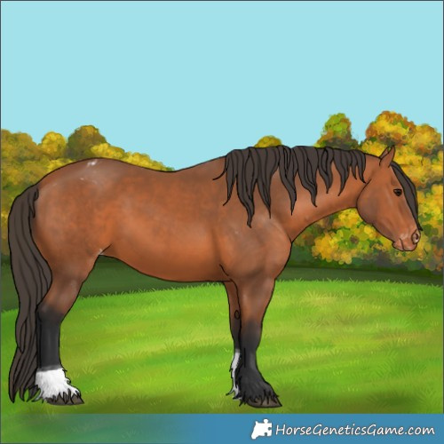 Horse Color:Bay Tobiano Appaloosa 