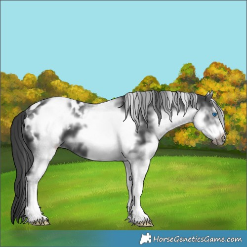 Horse Color:White Spotted Black Frame Appaloosa 