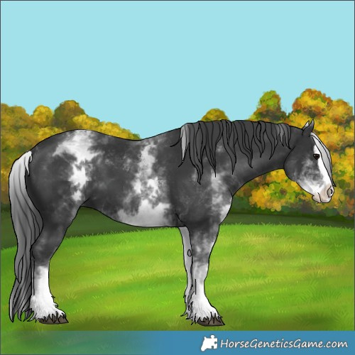 Horse Color:White Spotted Black Splash