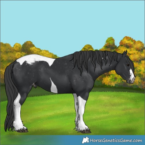 Horse Color:Black Tobiano Appaloosa 