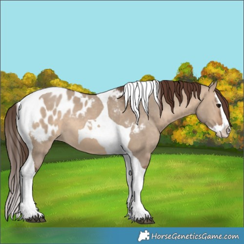 Horse Color:Brown Dun Splash Tobiano Appaloosa 