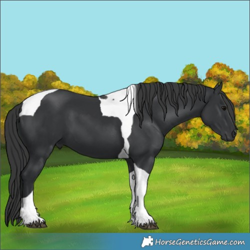 Horse Color:Black Tobiano