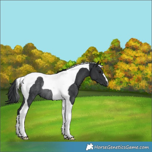 Horse Color:Black Tobiano Rabicano 