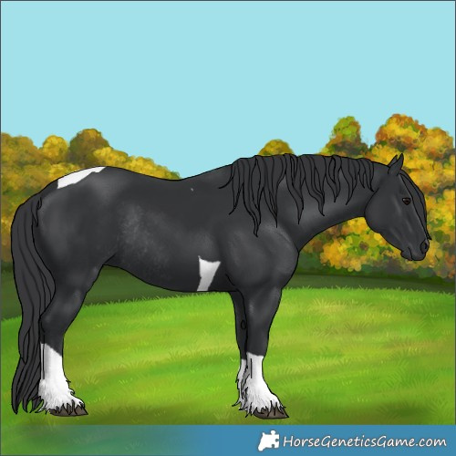 Horse Color:Black Tobiano Rabicano