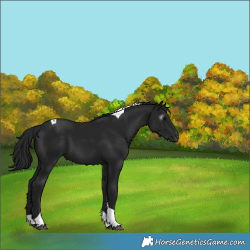 Horse Color:Gray Black Tobiano 