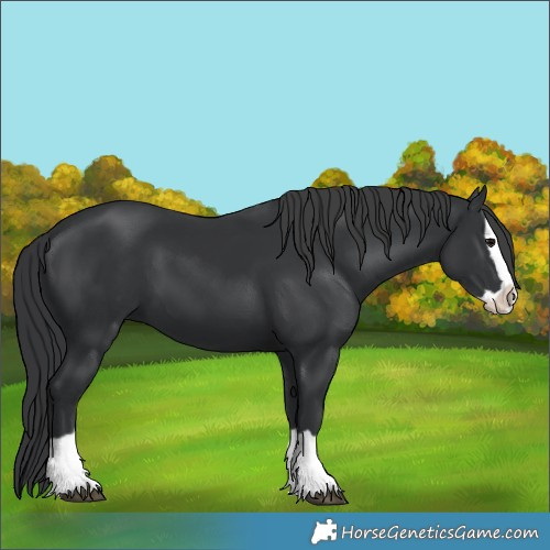 Horse Color:Black Splash 