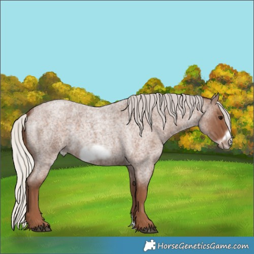 Horse Color:Silver Blue Roan Frame 