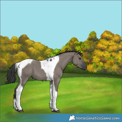 Horse Color:Grullo Tobiano 