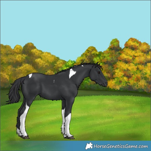 Horse Color:Black Tobiano 
