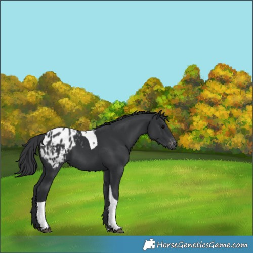 Horse Color:Black Tobiano Appaloosa 