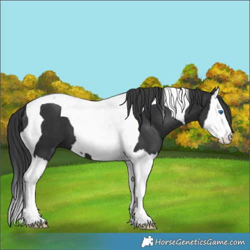 Horse Color:Black Splash Tobiano 