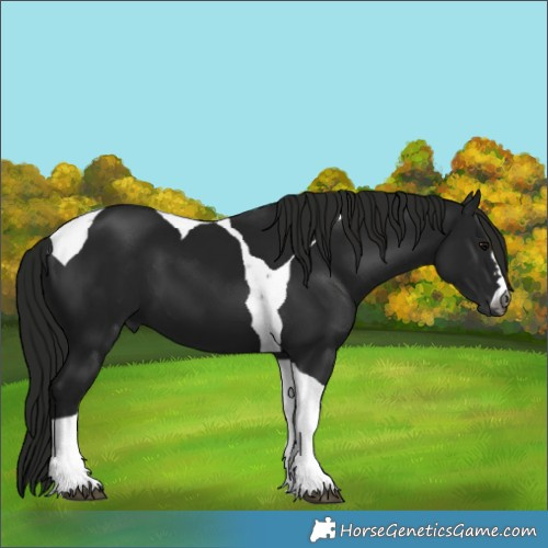 Horse Color:Gray Black Tobiano 