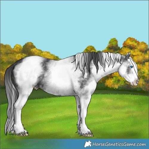 Horse Color:White Spotted Black Splash