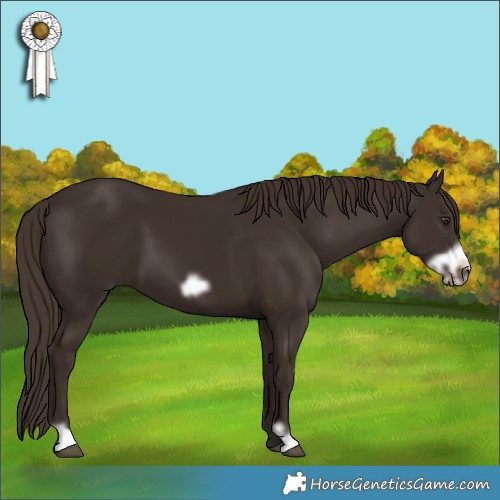 Horse Color:Liver Chestnut Frame 