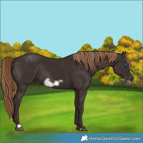 Horse Color:Liver Chestnut Frame